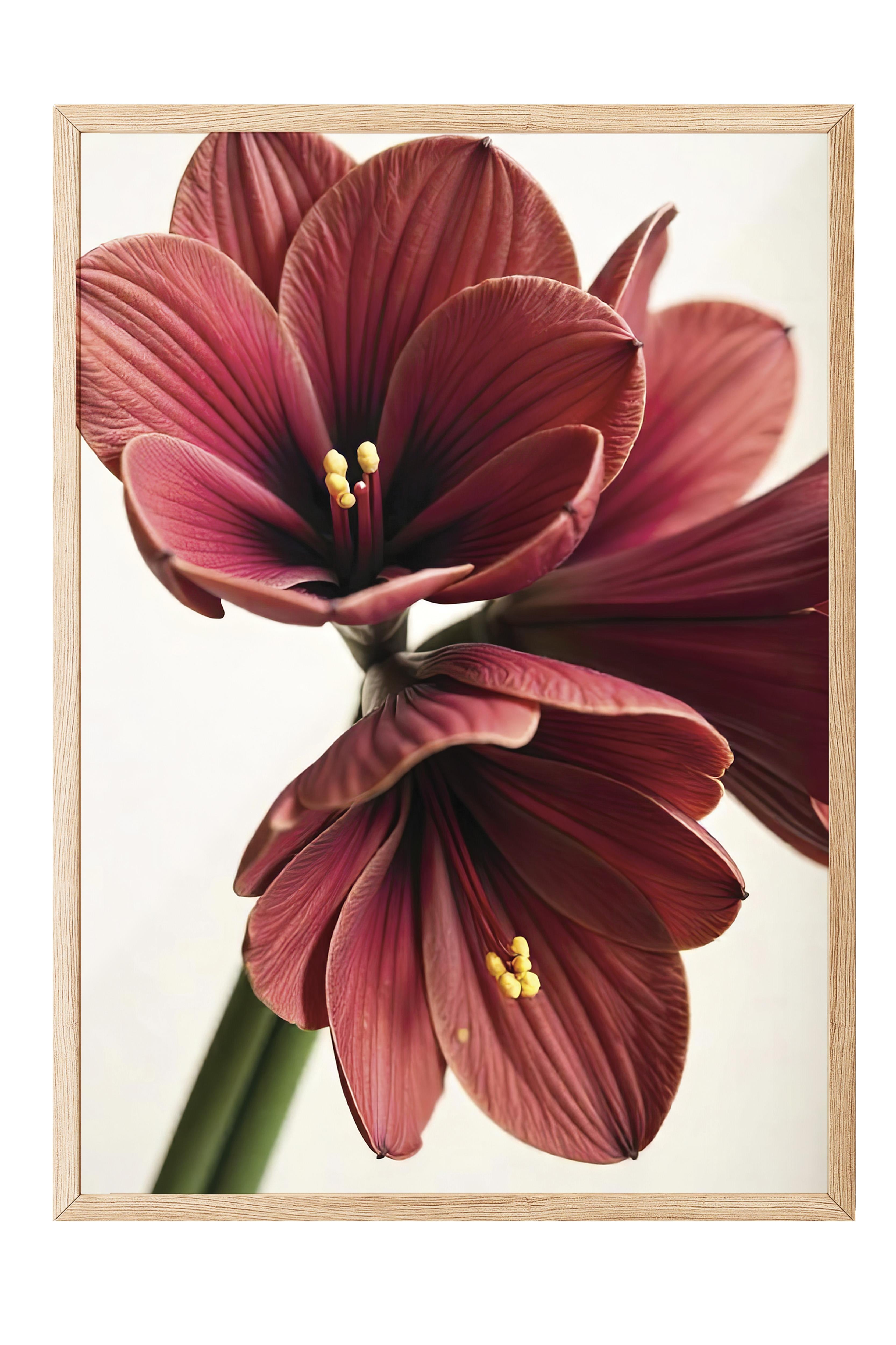 Ahşap Çerçeveli Tablo, Yılbaşı Poster, Yılbaşı Dekoru,Amaryllis in Red Comfort Serisi NO:108644