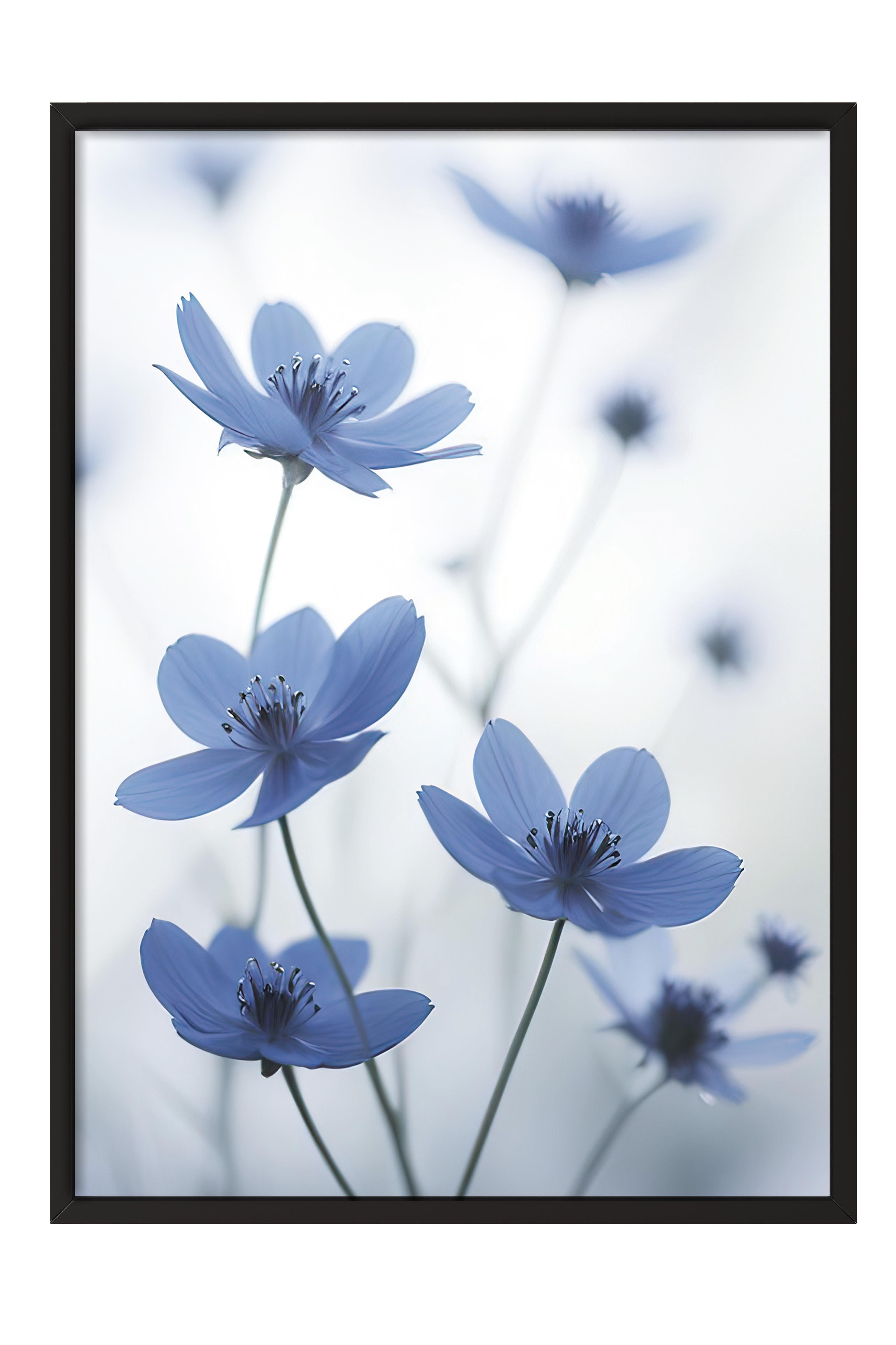 Blue Cosmos Flower Çerçeveli Tablo, Siyah Çerçeve ve Poster, Duvar Tablosu Comfort Serisi NO:108373