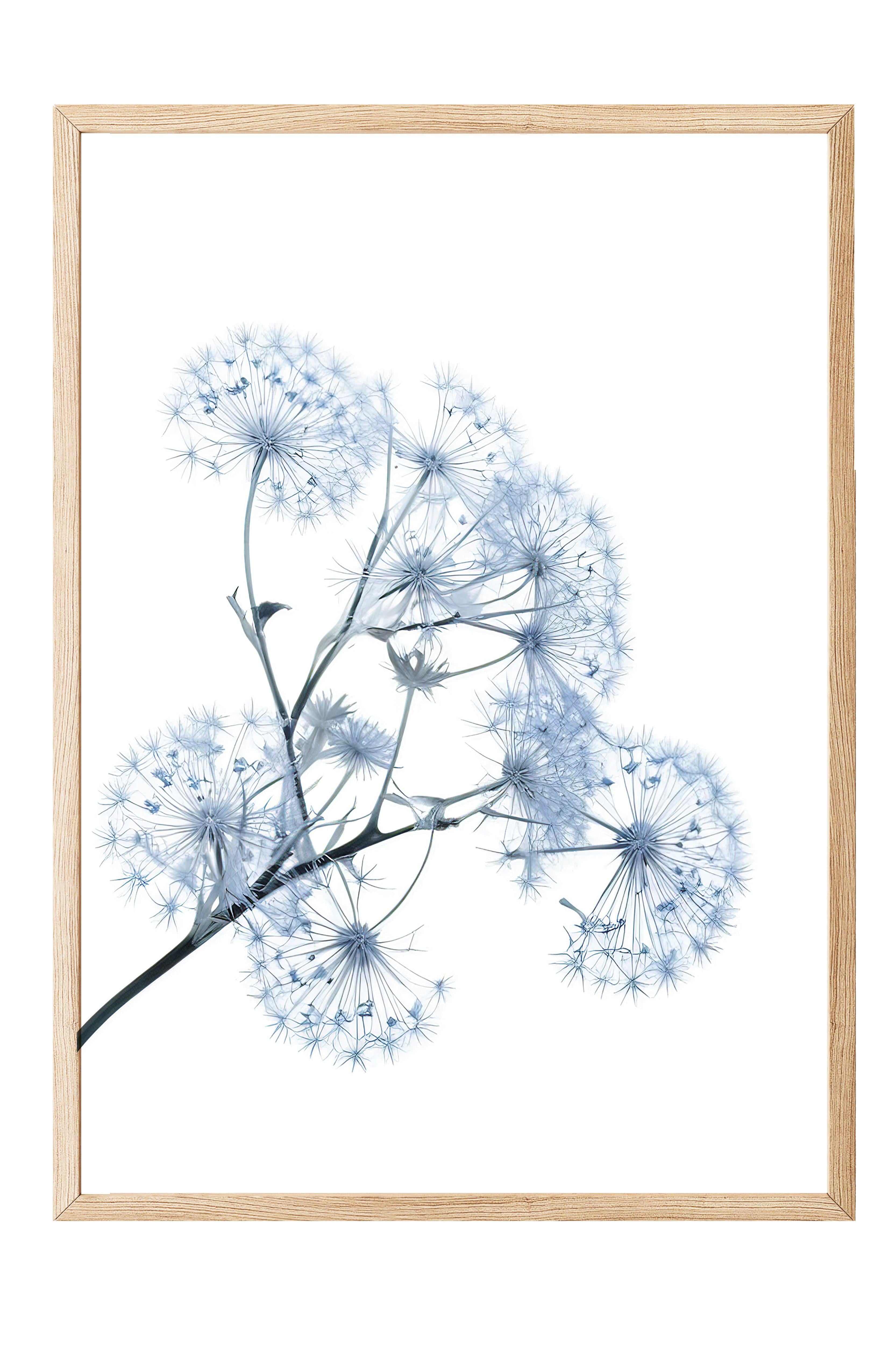 Blue Dandelion Çerçeveli Tablo, Ahşap Çerçeve ve Poster, Duvar Tablosu Comfort Serisi NO:108374