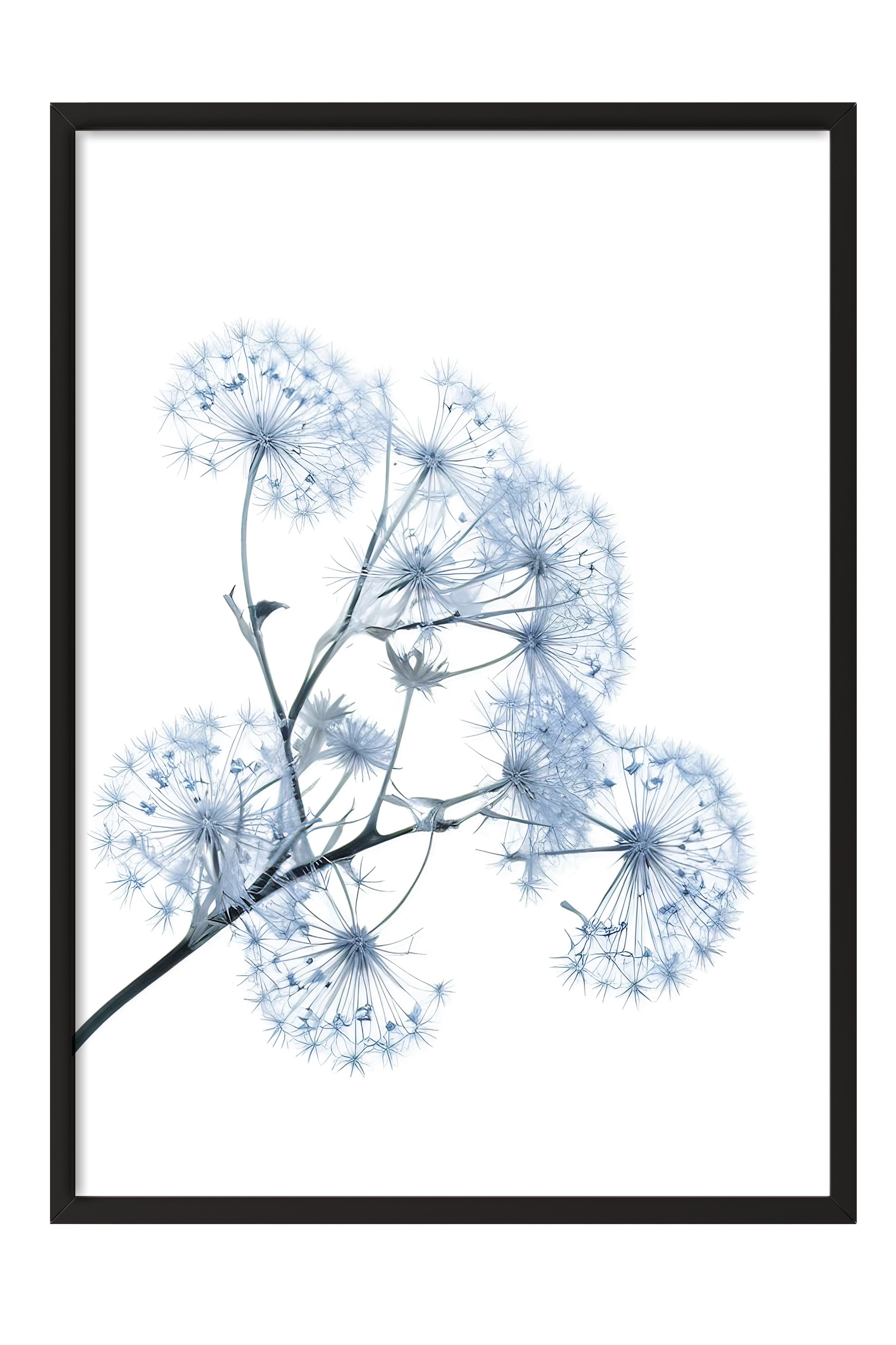 Blue Dandelion Çerçeveli Tablo, Siyah Çerçeve ve Poster, Duvar Tablosu Comfort Serisi NO:108374