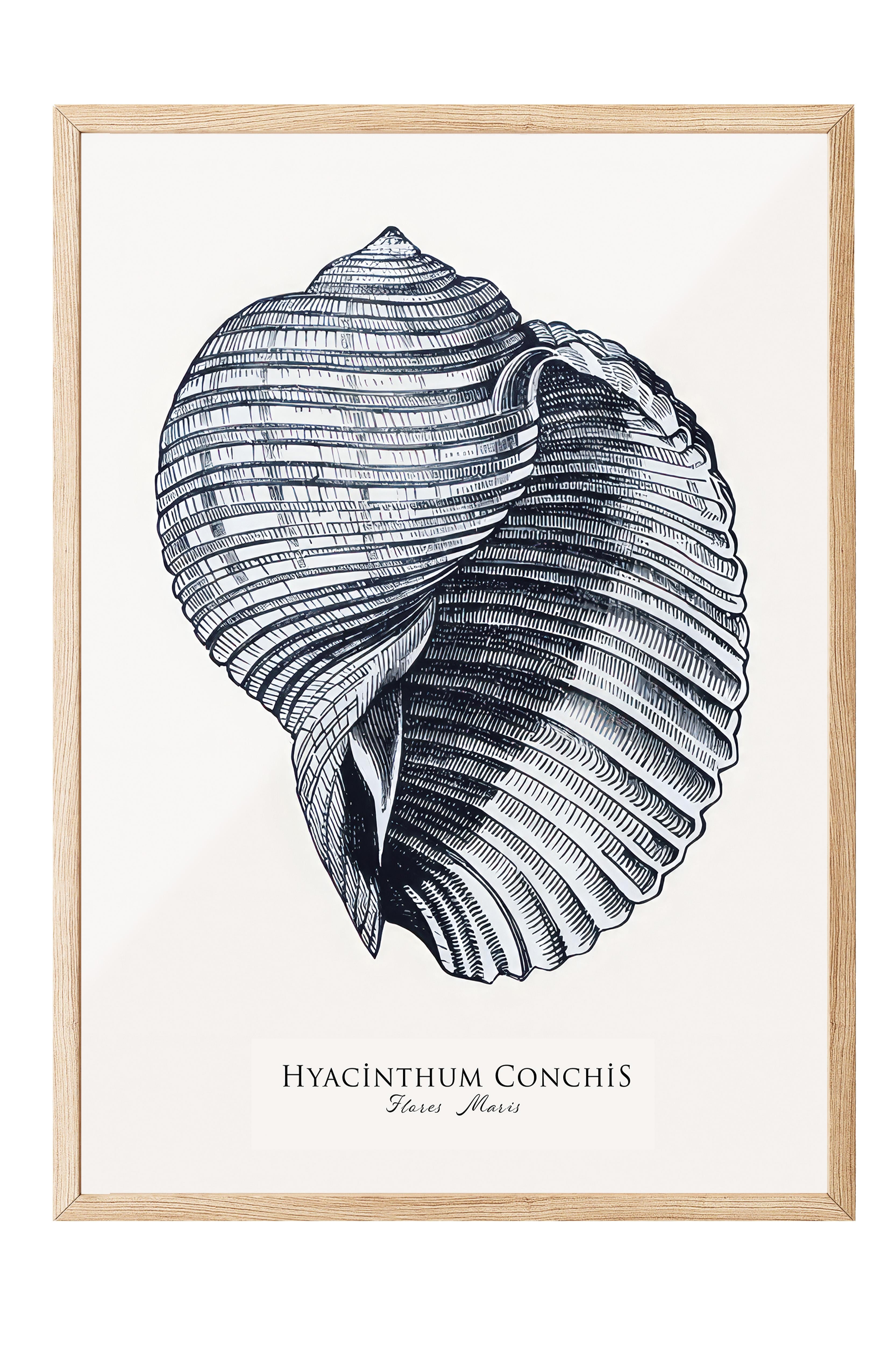 Blue Seashell  Çerçeveli Tablo, Ahşap Çerçeve ve Poster, Duvar Tablosu Comfort Serisi NO:108439