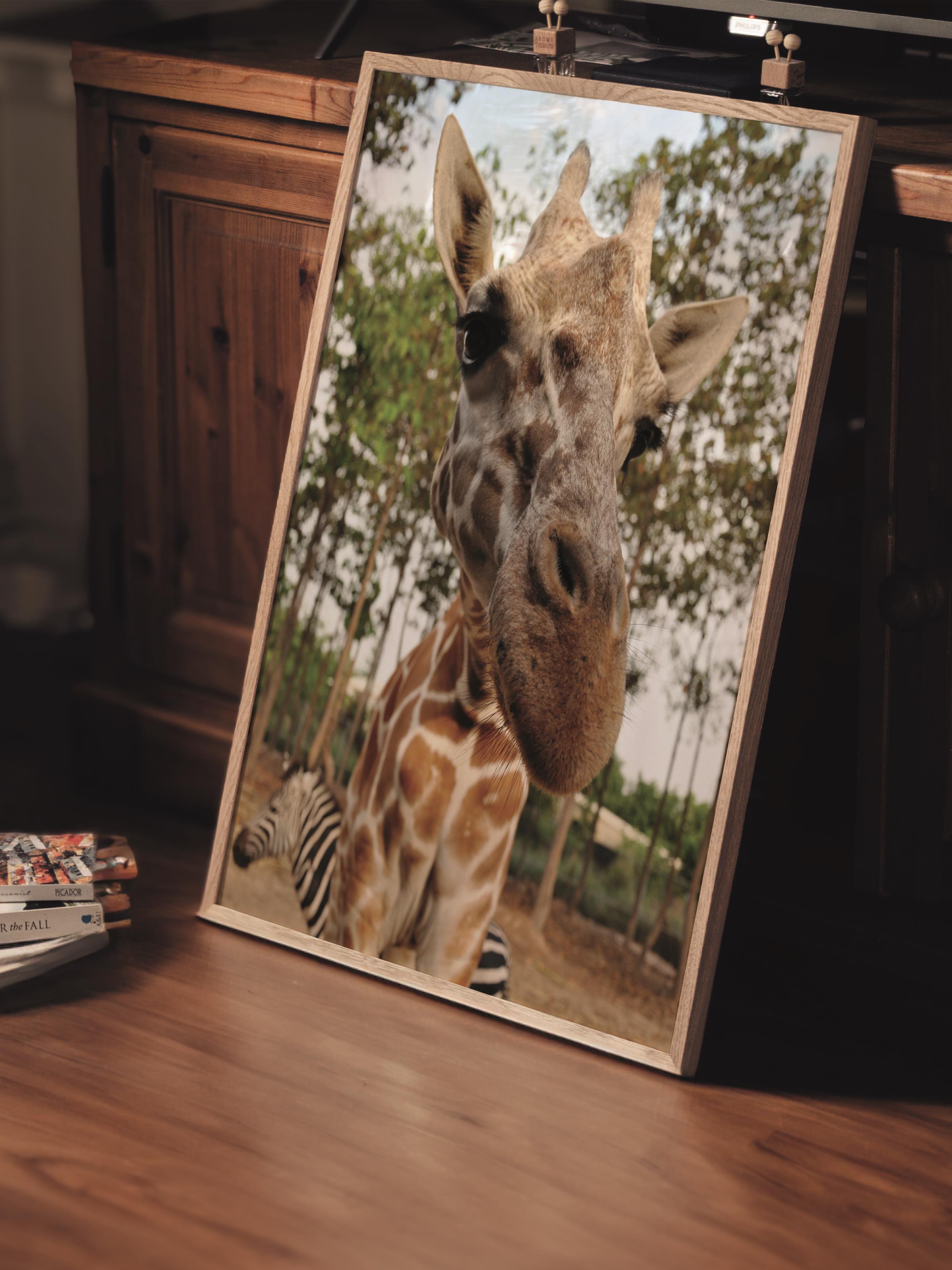 Çerçevesiz Poster, Hayvanlar & Safari Tablo No:10, HD Fotoğraf, Salon, Mutfak Duvar Dekoru Poster