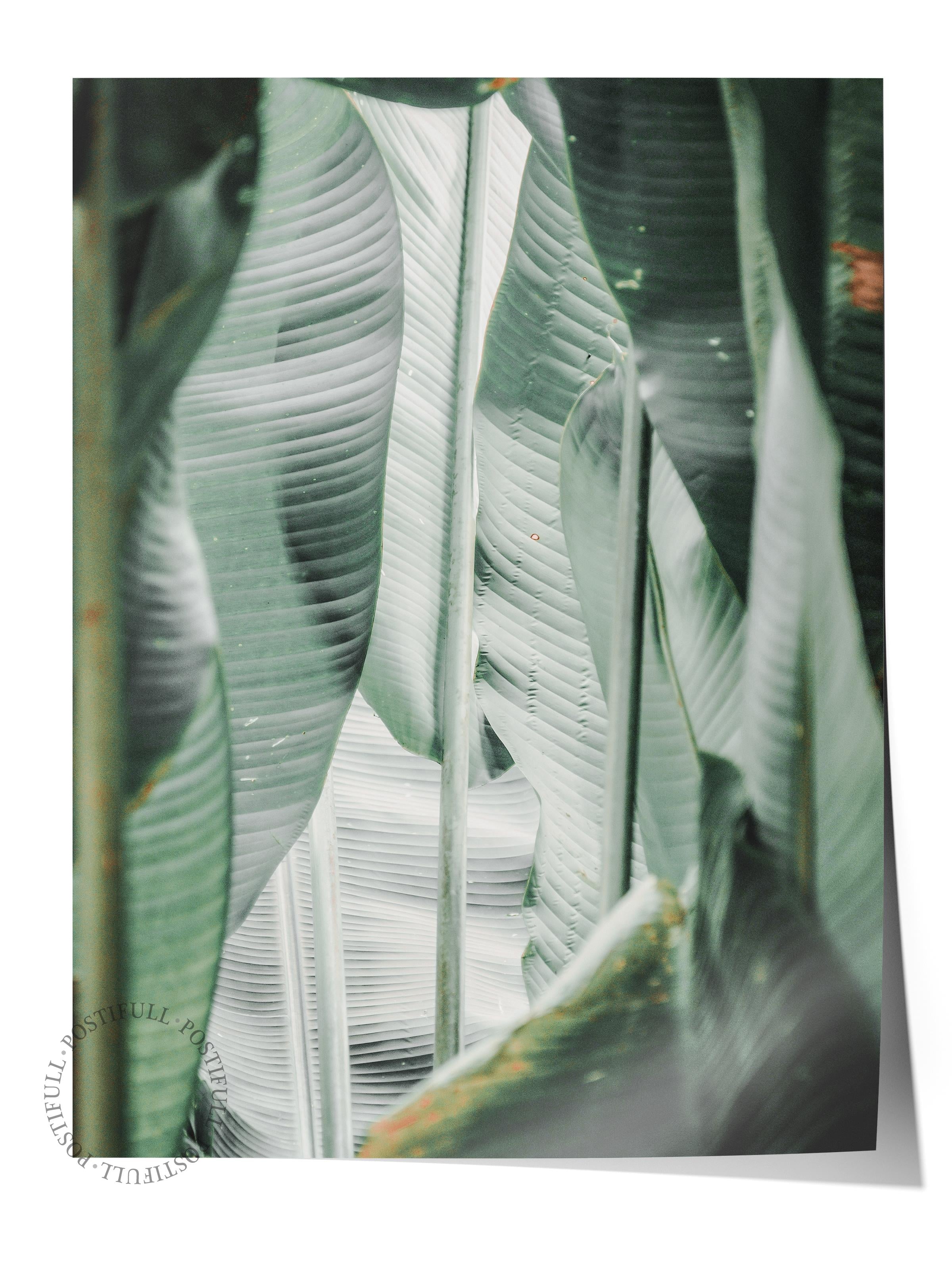 Çerçevesiz Poster, Yaz Temalı Tablo NO:207, Tropik Yapraklar Fotoğrafı, Yeşil Poster, Dikey