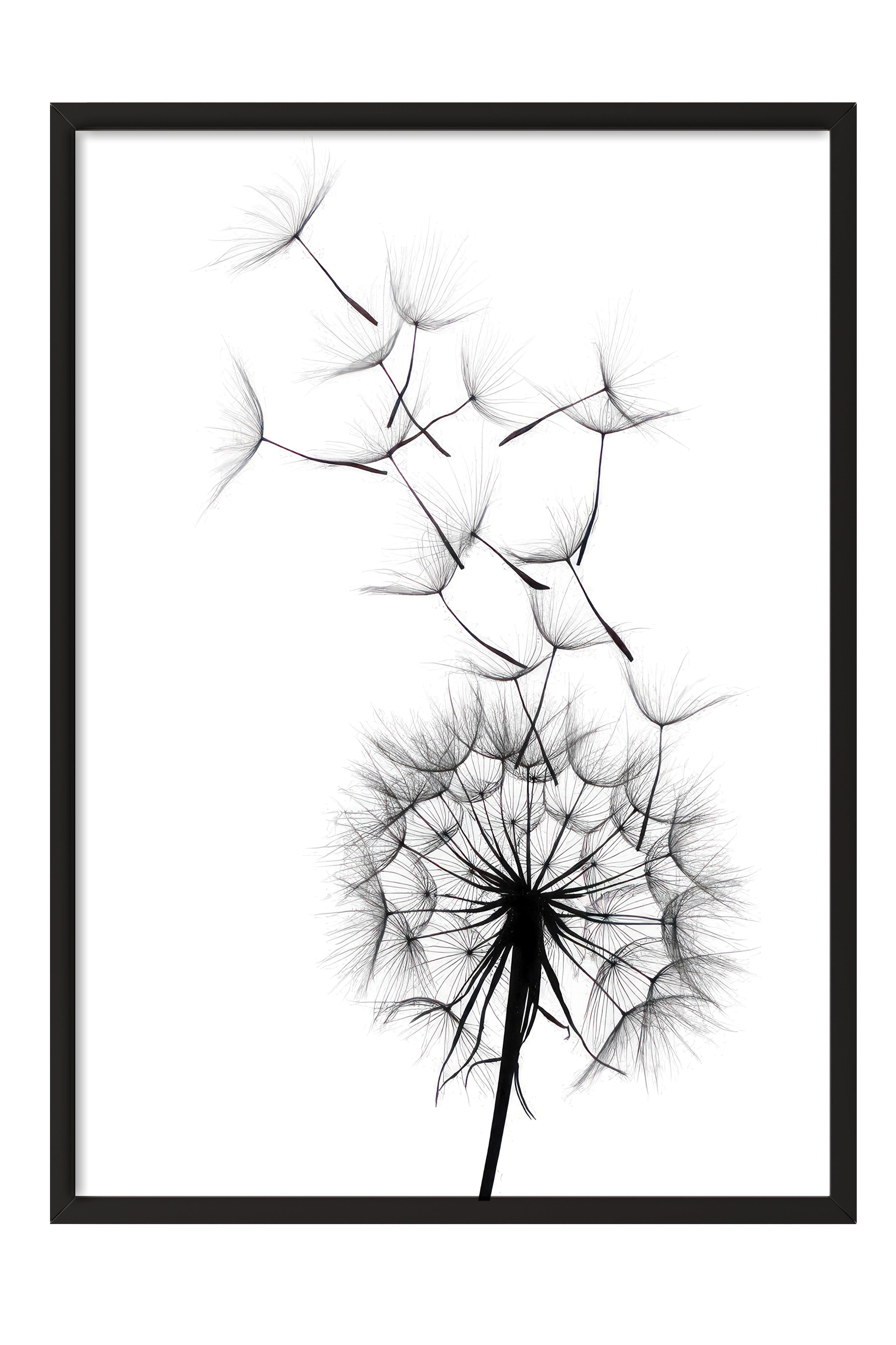 Dandelion wish Çerçeveli Tablo, Siyah Çerçeve ve Poster, Duvar Tablosu Comfort Serisi NO:108520