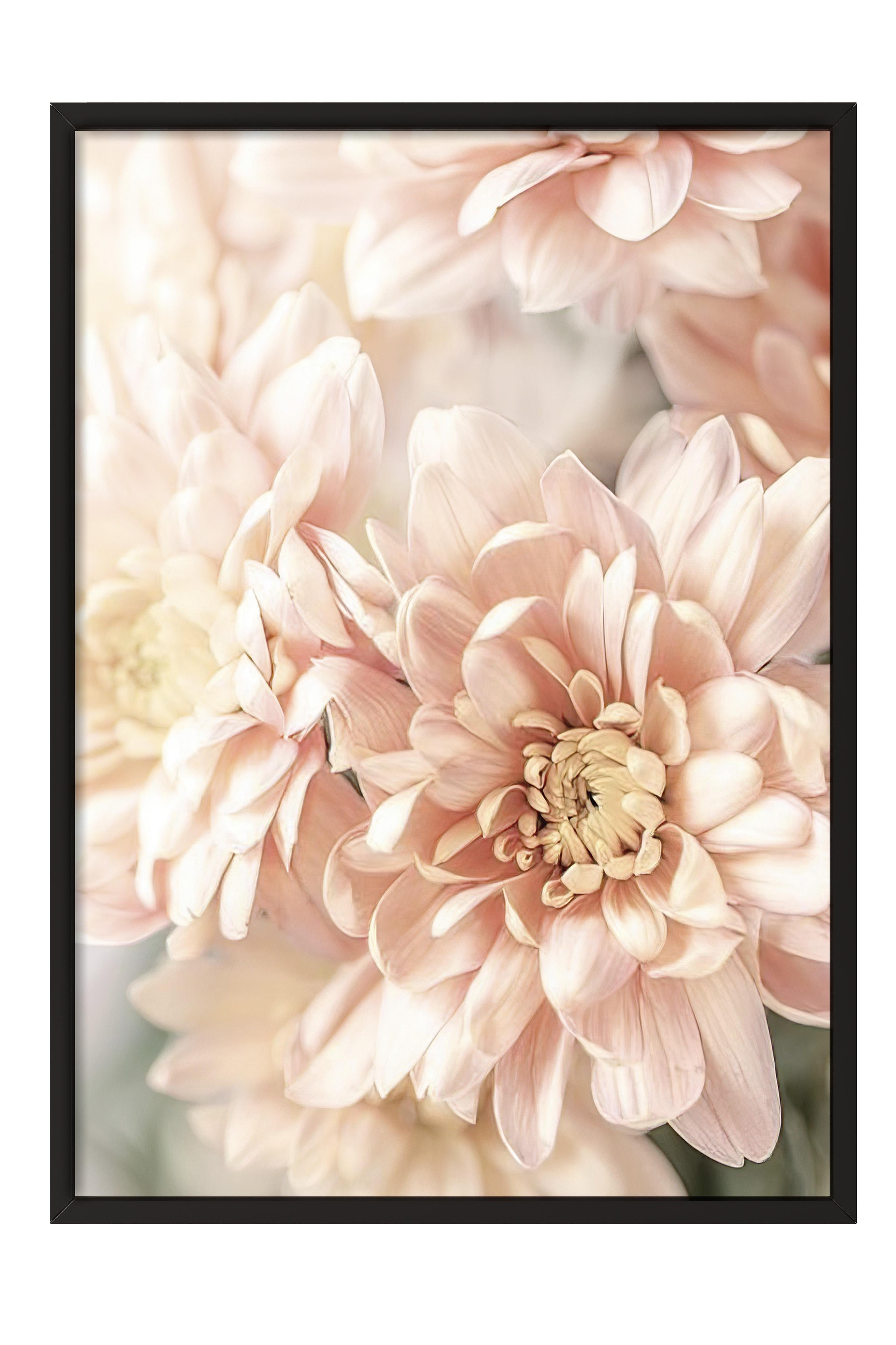 Pastel Dahlias Çerçeveli Tablo, Siyah Çerçeve ve Poster, Duvar Tablosu Comfort Serisi NO:108388