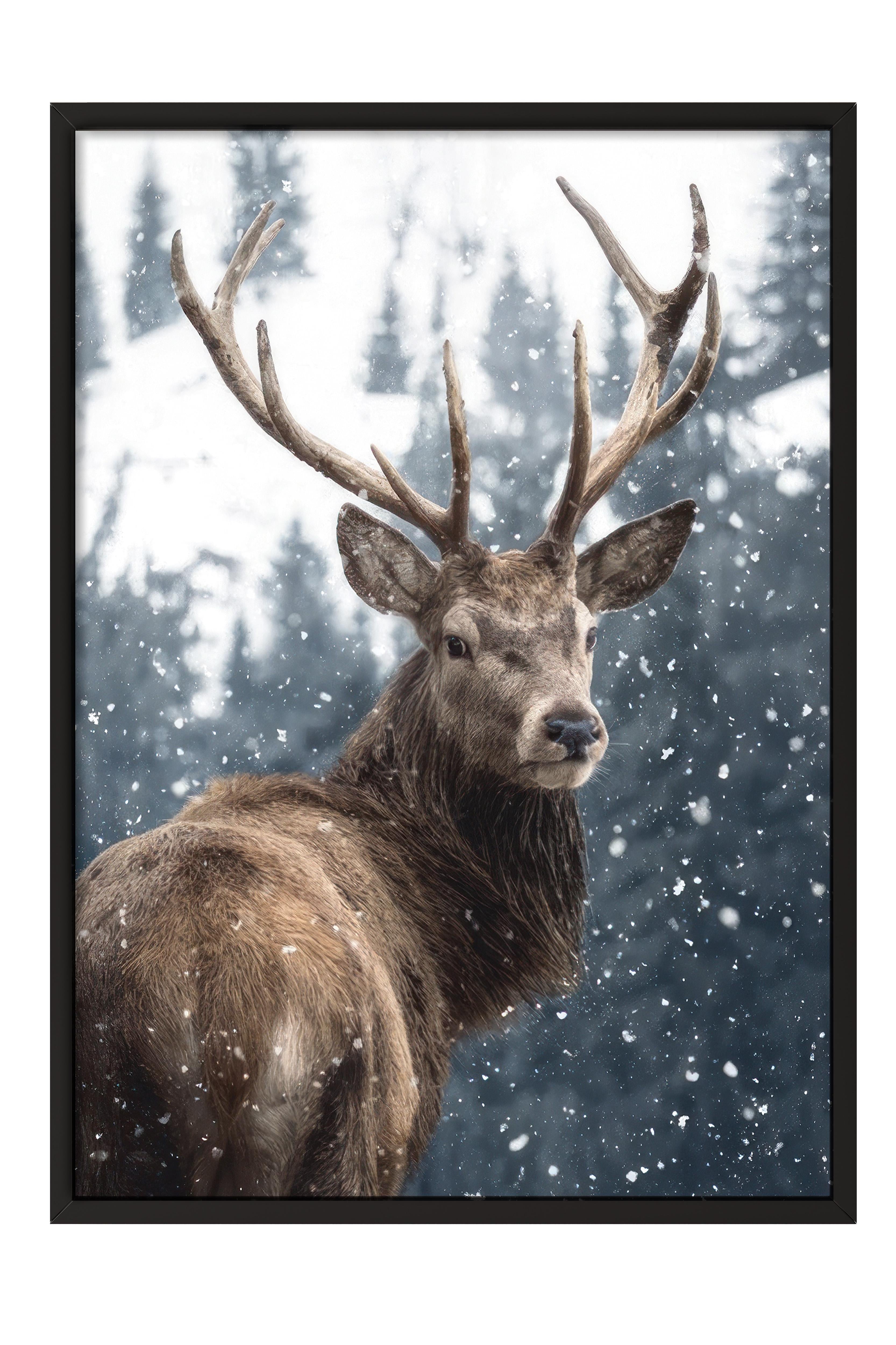 Red Deer in Snow  Çerçeveli Tablo, Siyah Çerçeve ve Poster, Duvar Tablosu Comfort Serisi NO:108508