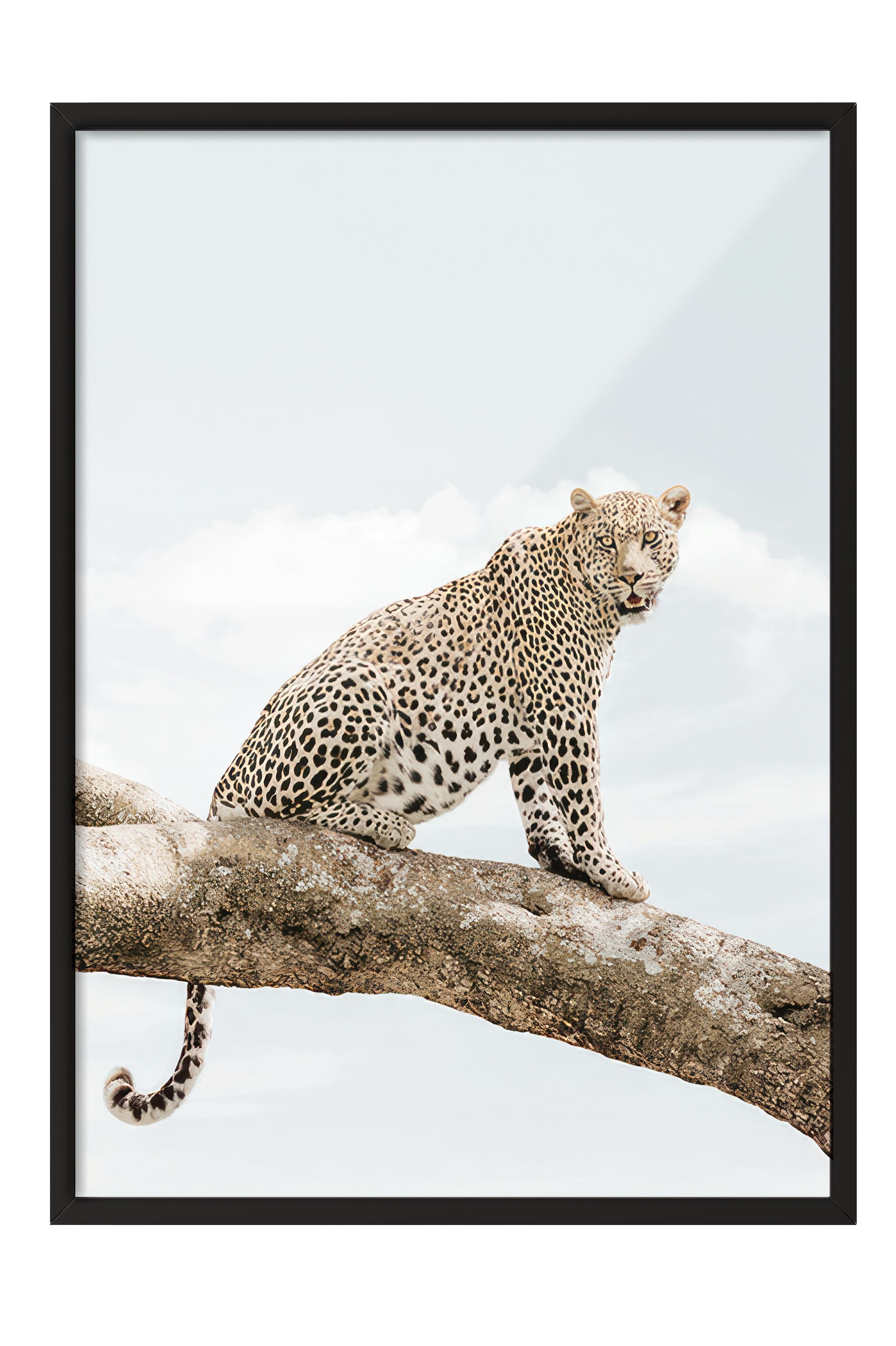 Resting Leopard Çerçeveli Tablo, Siyah Çerçeve ve Poster, Duvar Tablosu Comfort Serisi NO:108465