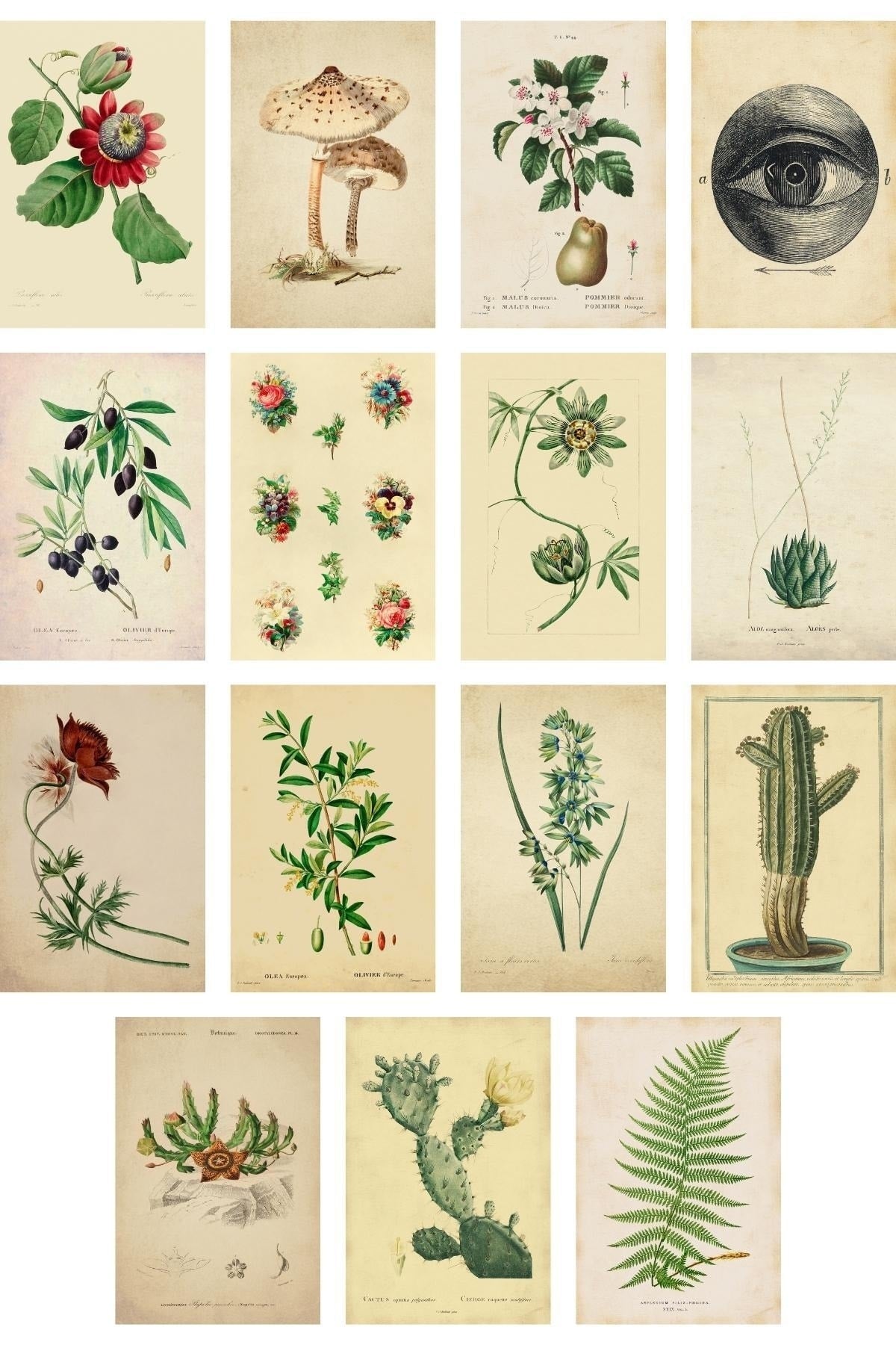 Retro Botanik Poster Seti - Kolaj Seti - Duvar Ve Oda Dekoru - Duvar Posteri - Yapışkanlı - 60 Adet