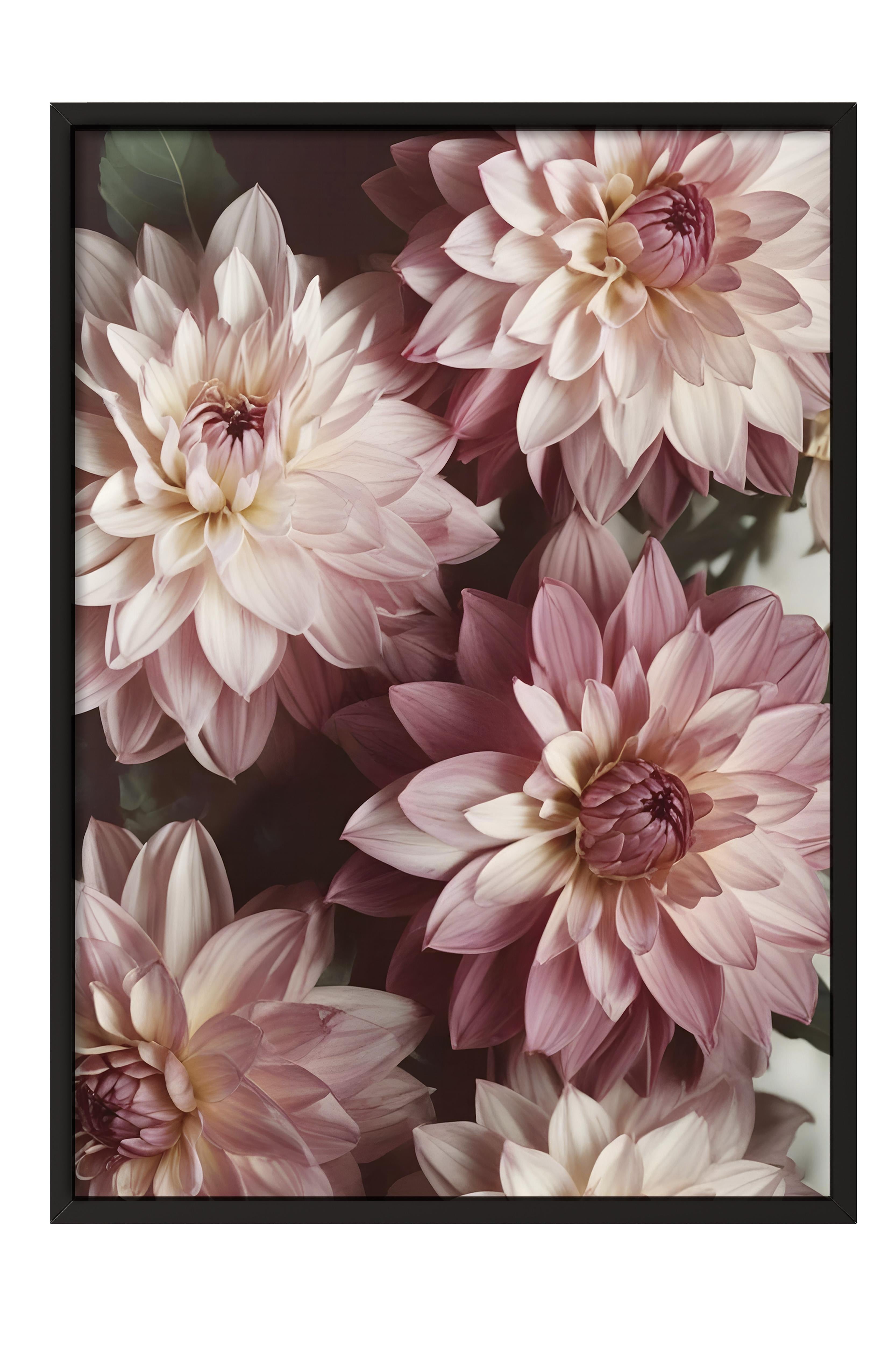 Romantic Dahlias  Çerçeveli Tablo, Siyah Çerçeve ve Poster, Duvar Tablosu Comfort Serisi NO:108533