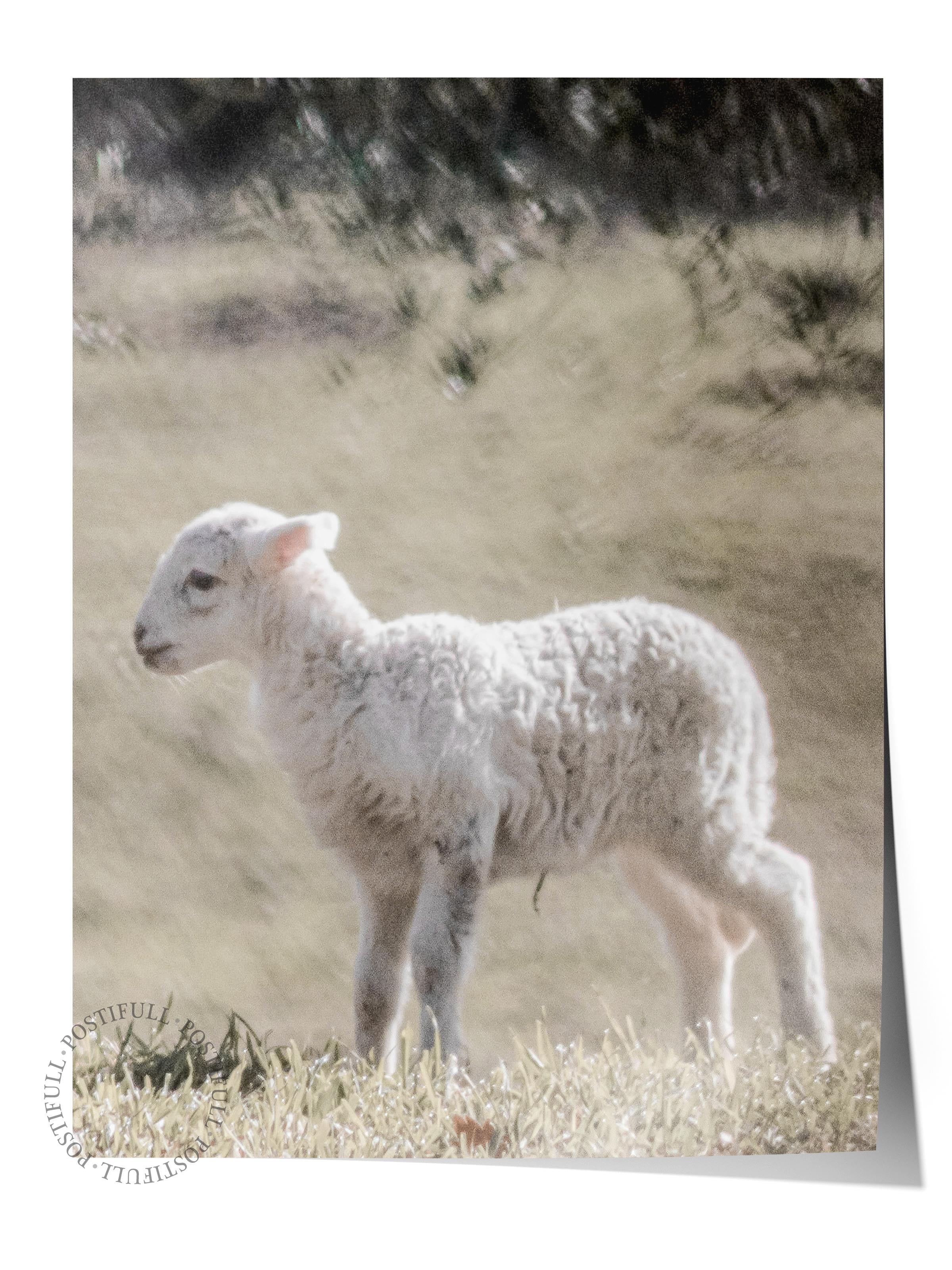 Rustic Çerçevesiz Poster, İskandinav Beyaz Tablo, NO:366 Kuzu Fotoğraf, Dikey