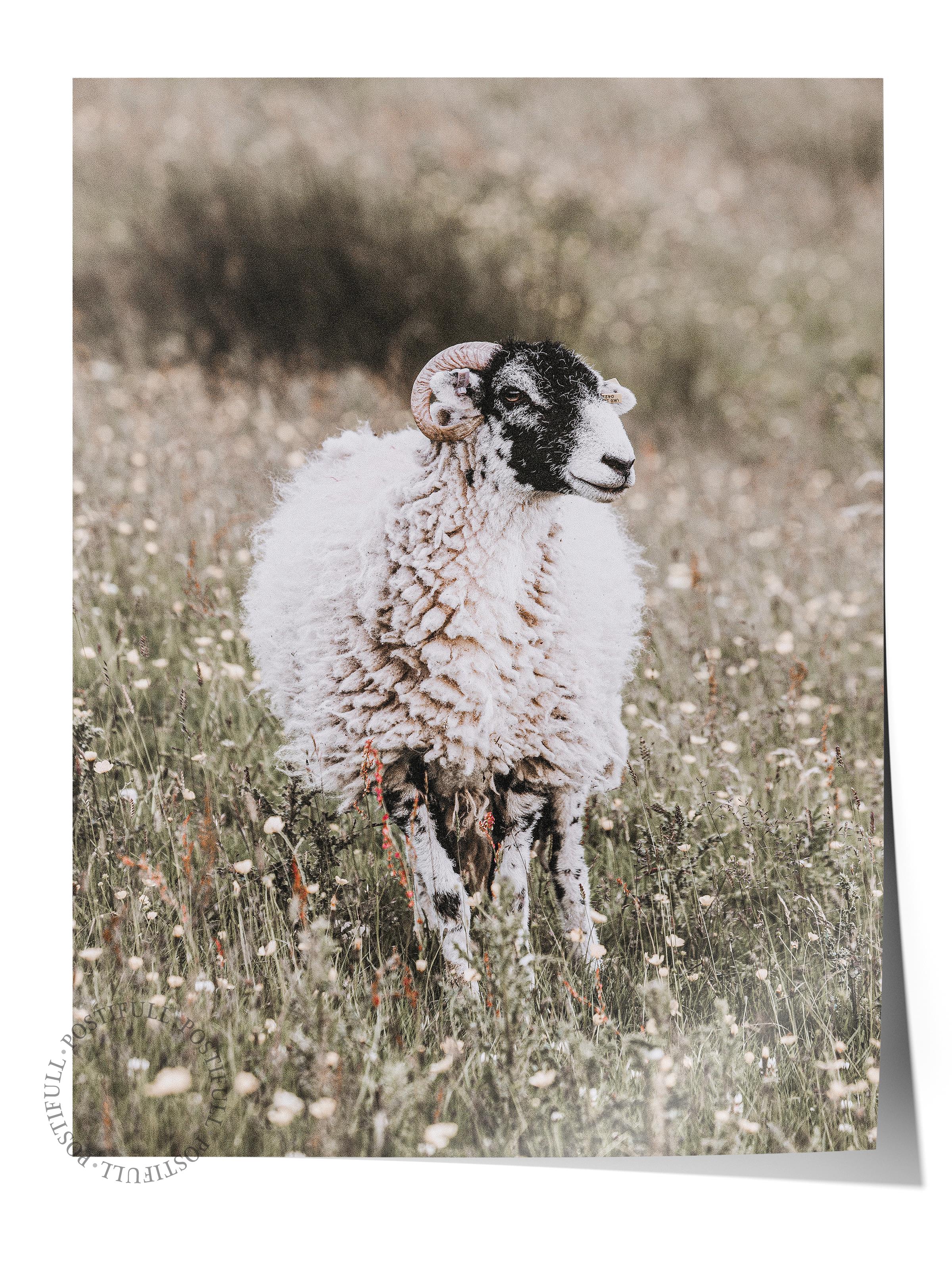 Rustic Çerçevesiz Poster, İskandinav Beyaz Tablo, NO:374 Koyun Fotoğraf, Dikey