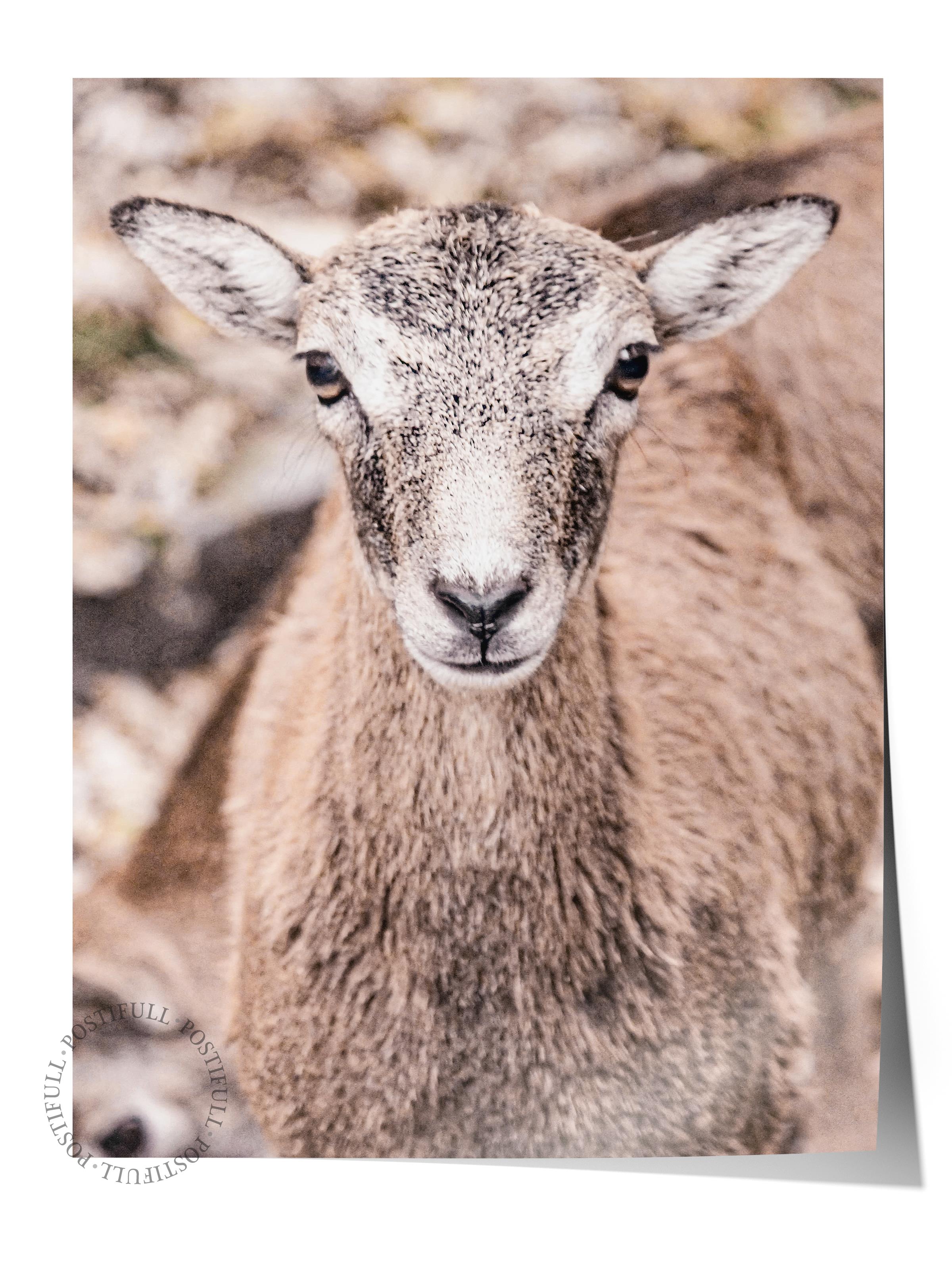 Rustic Çerçevesiz Poster, İskandinav Beyaz Tablo, NO:377 Koyun Fotoğraf, Dikey