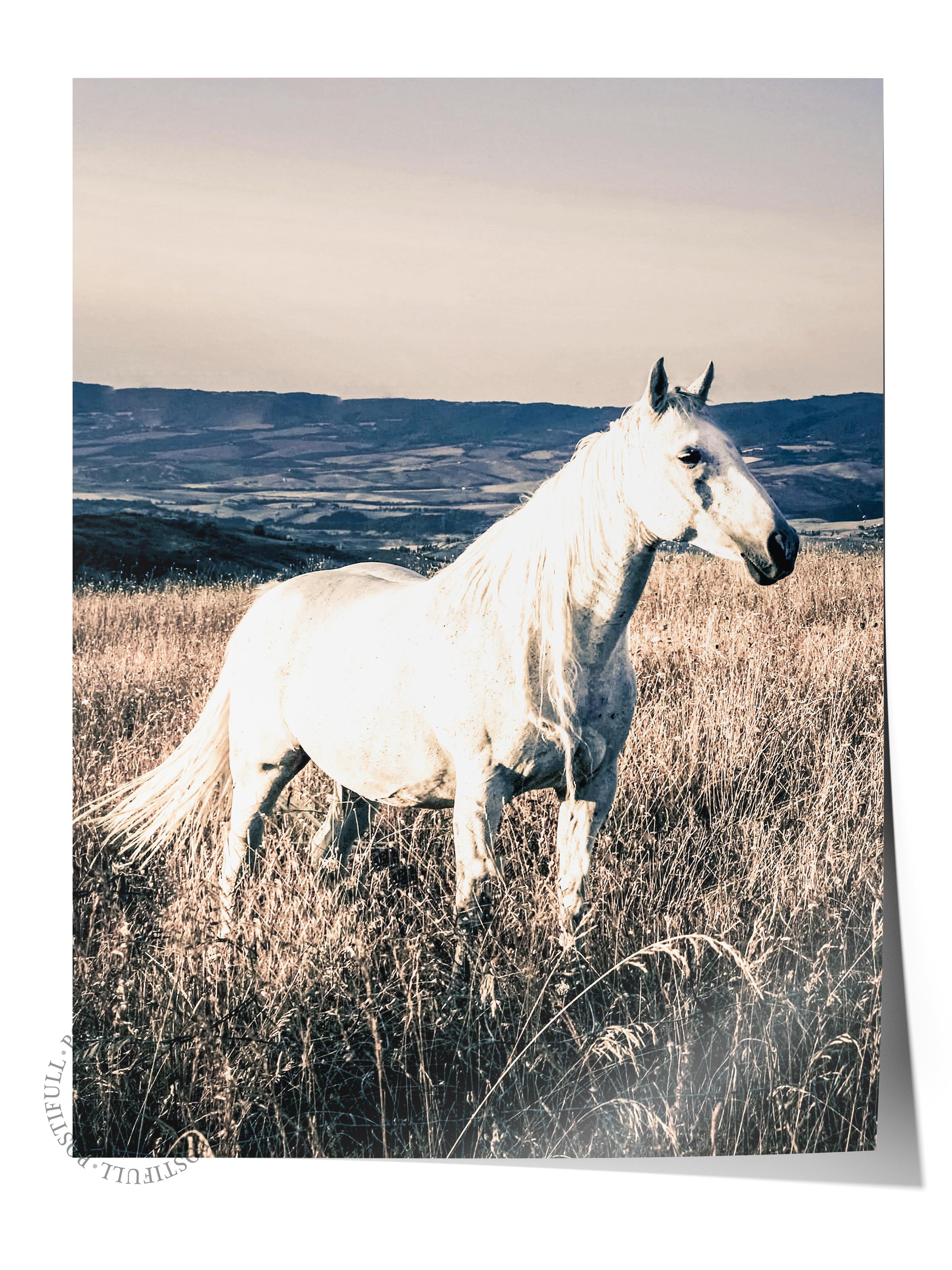 Rustic Çerçevesiz Poster, İskandinav Beyaz Tablo, NO:387 Beyaz At Fotoğraf, Dikey