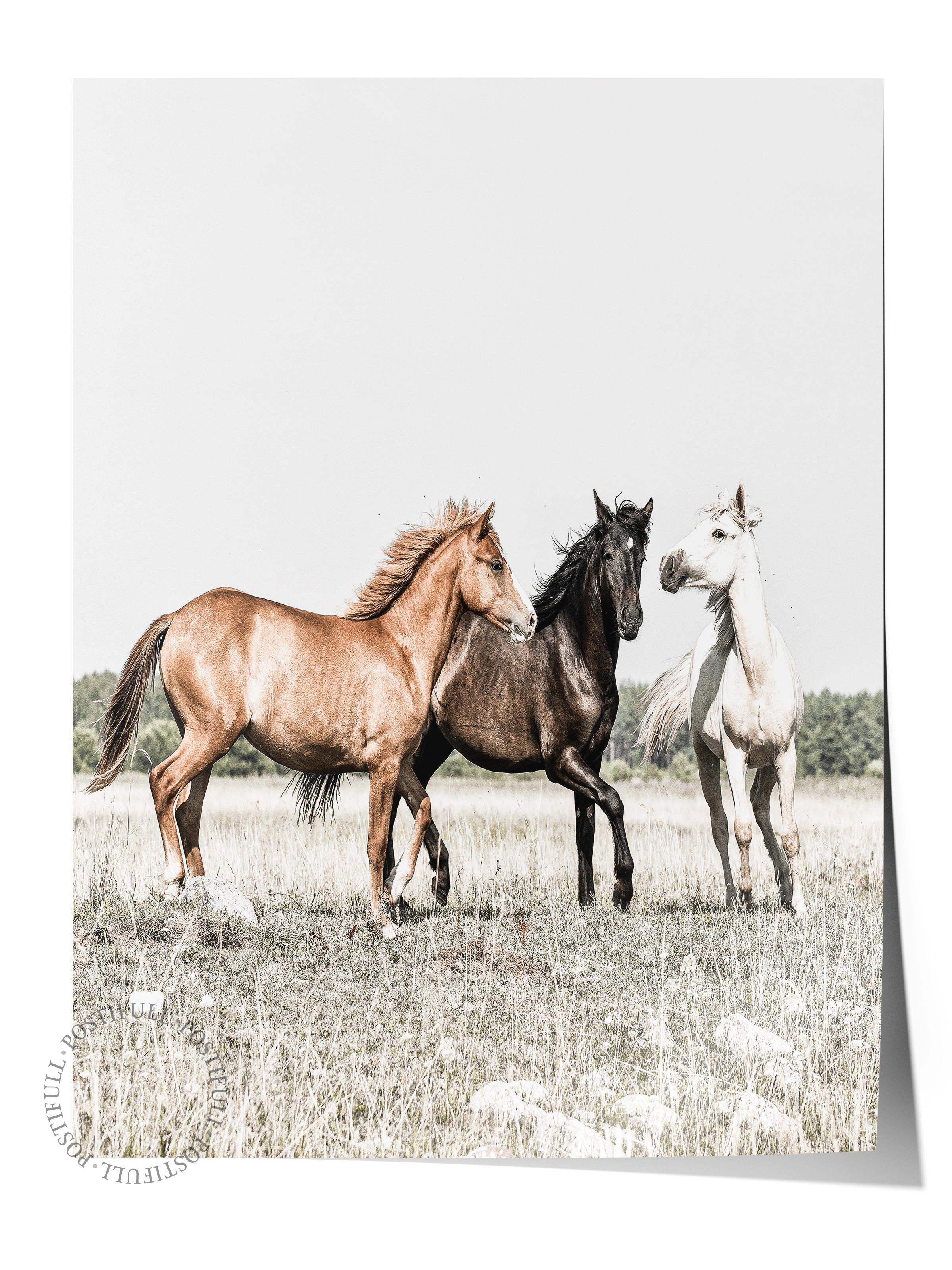 Rustic Çerçevesiz Poster, İskandinav Beyaz Tablo, NO:392 Atlar Fotoğraf, Yatay