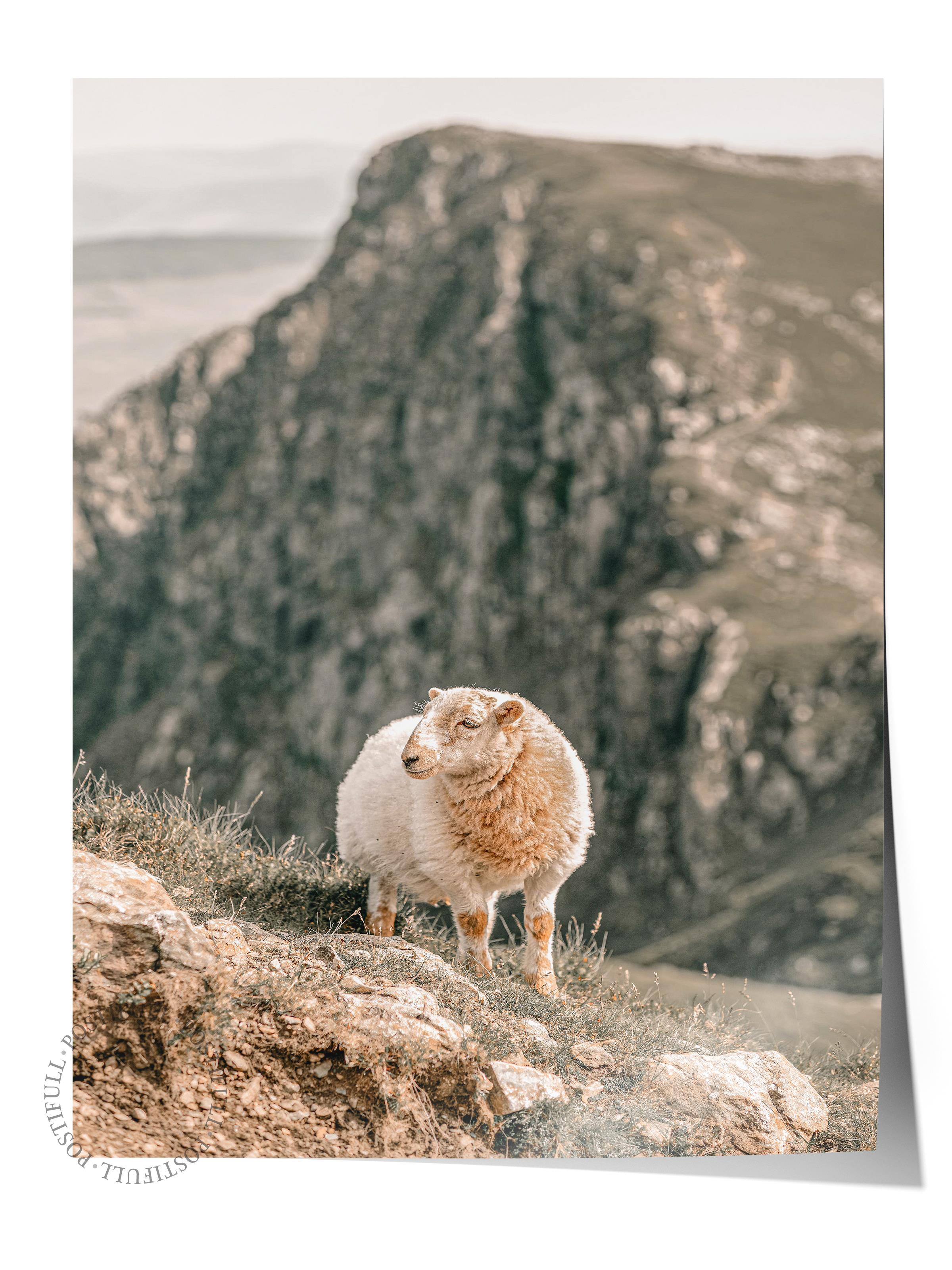 Rustic Çerçevesiz Poster, İskandinav Beyaz Tablo, NO:395 Koyun Fotoğraf, Yatay