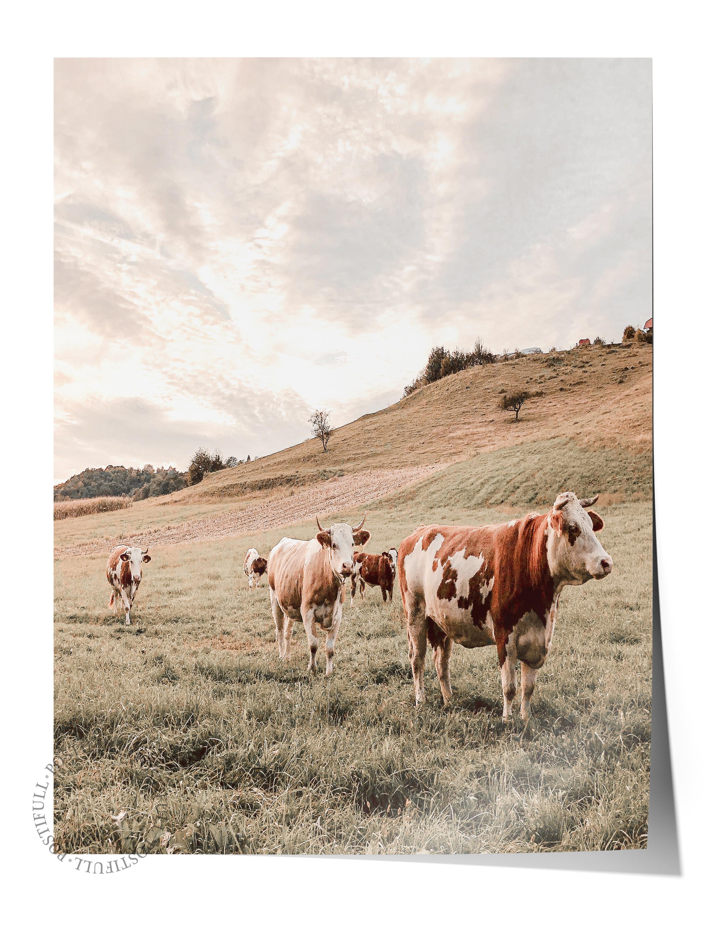 Rustic Çerçevesiz Poster, İskandinav Beyaz Tablo, NO:396 İnekler Fotoğraf, Yatay