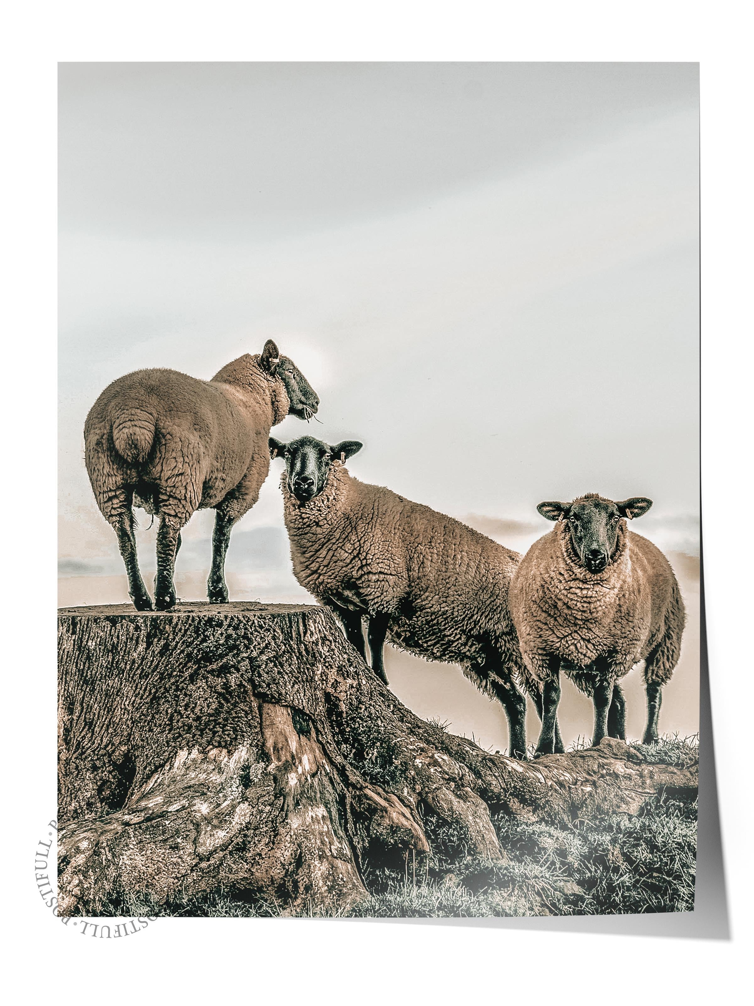 Rustic Çerçevesiz Poster, İskandinav Beyaz Tablo, NO:399 Koyunlar Fotoğraf, Yatay