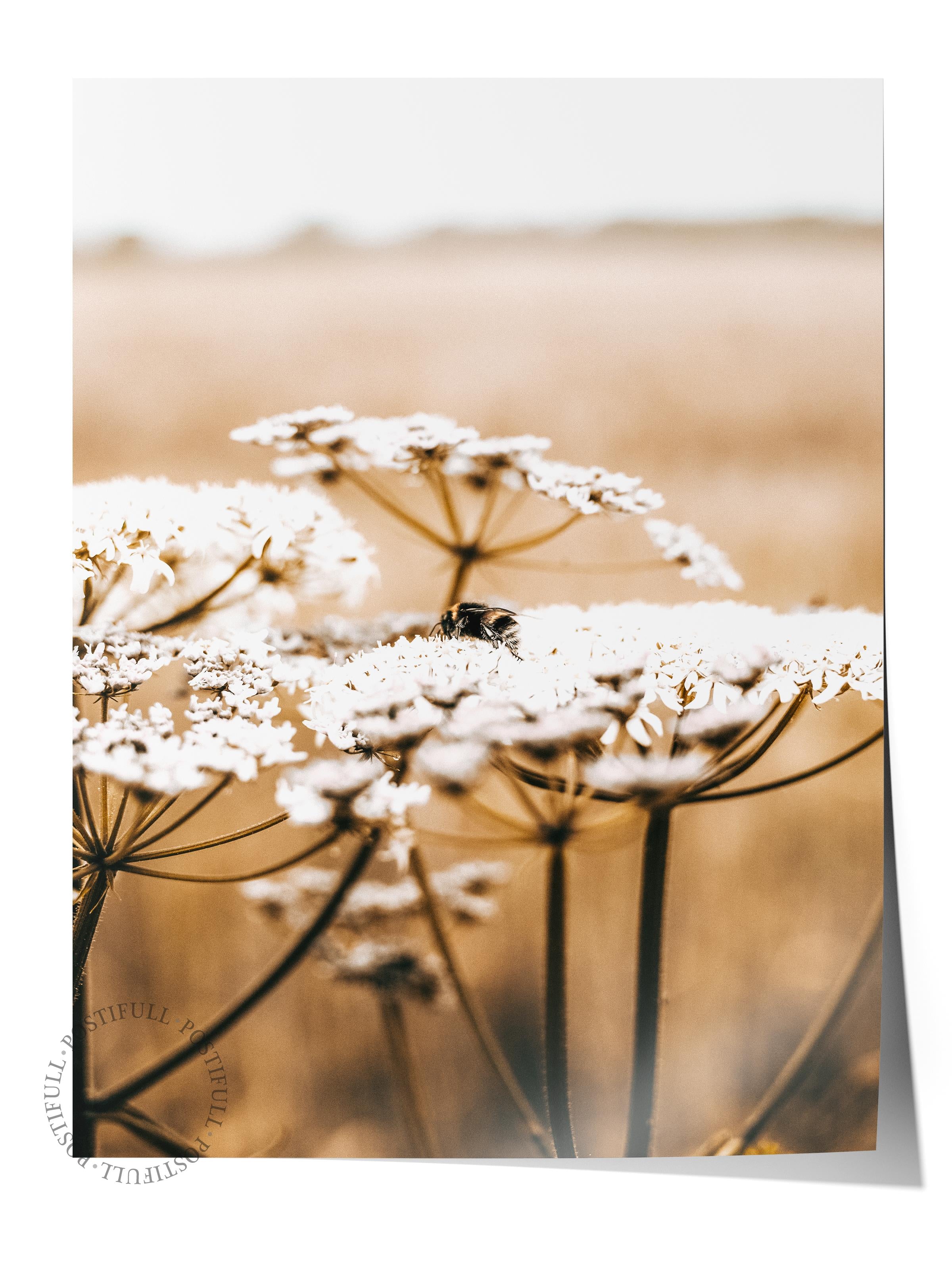 Rustic Çerçevesiz Poster, İskandinav Beyaz Tablo, NO:450 Papatya Fotoğraf, Yatay