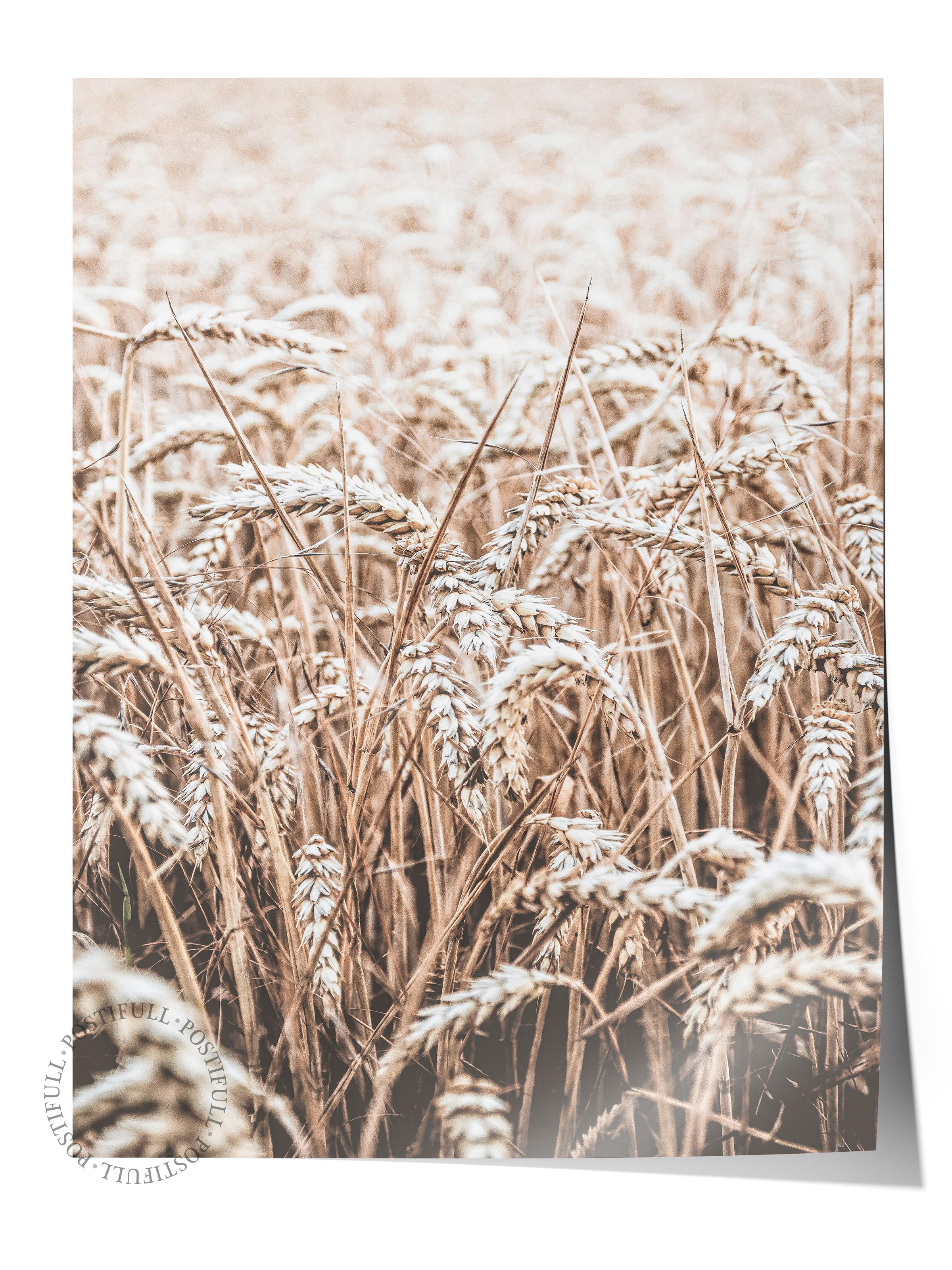 Rustic Çerçevesiz Poster, İskandinav Kahverengi Tablo, NO:285 Buğday Tarlası Fotoğraf, Dikey