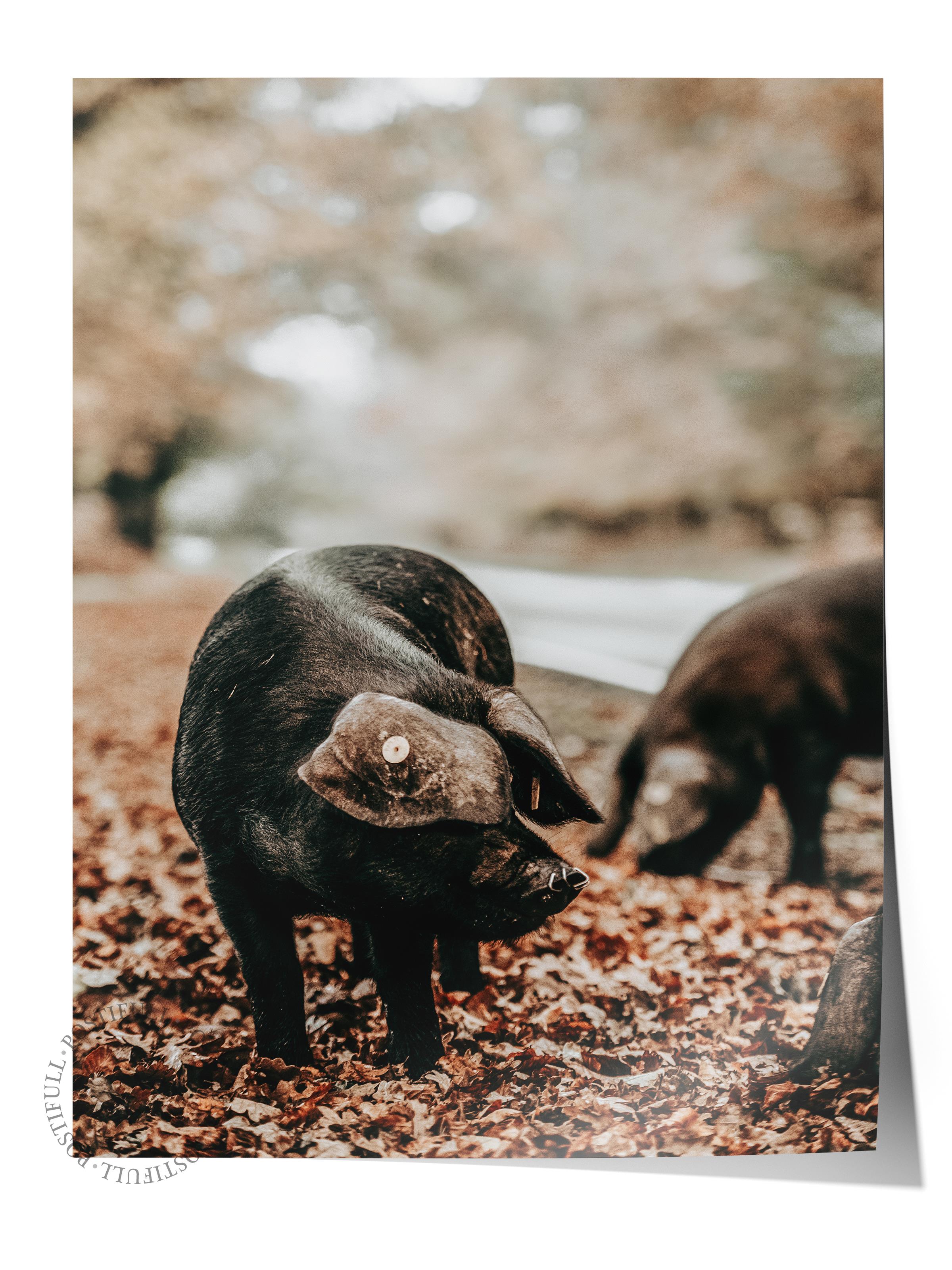 Rustic Çerçevesiz Poster, İskandinav Kahverengi Tablo, NO:417 Domuzlar Fotoğraf, Yatay