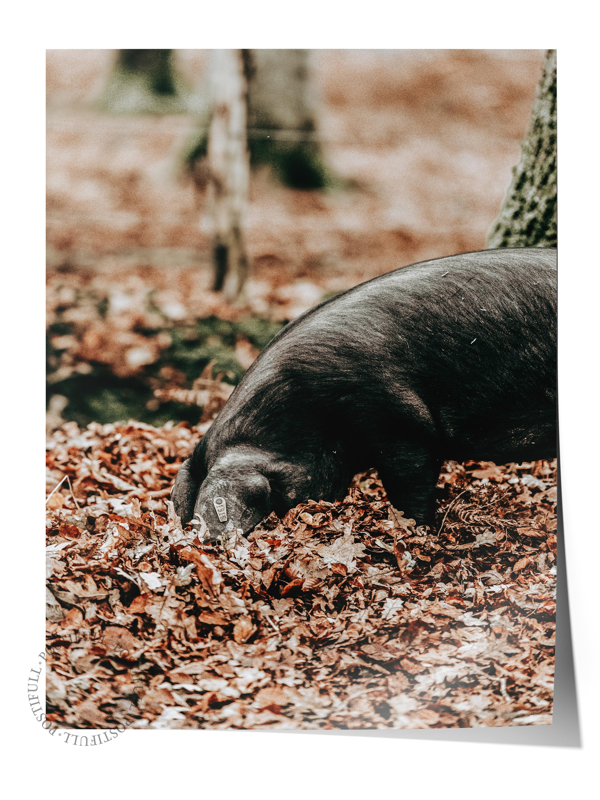 Rustic Çerçevesiz Poster, İskandinav Kahverengi Tablo, NO:418 Domuzlar Fotoğraf, Yatay