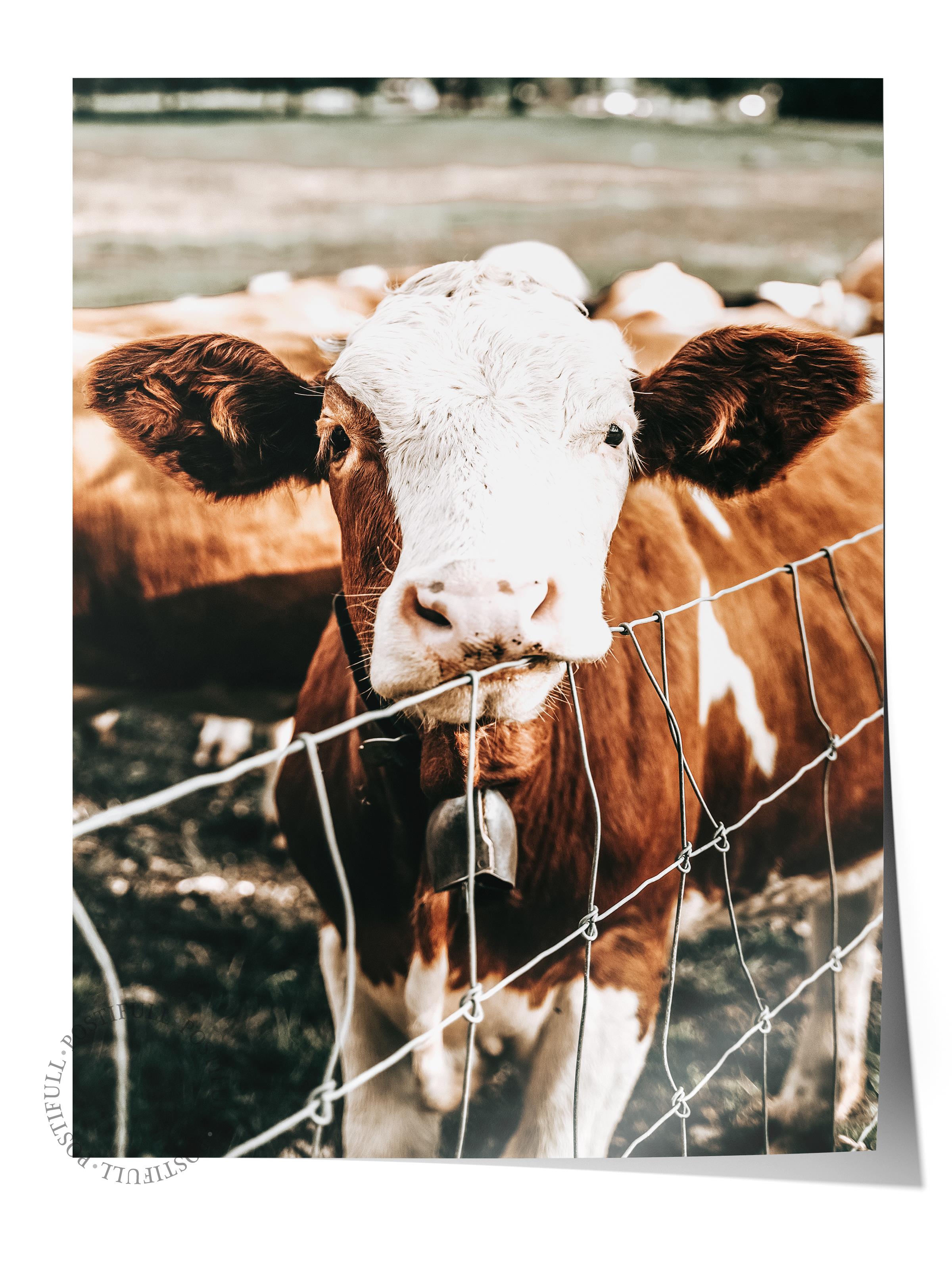 Rustic Çerçevesiz Poster, İskandinav Kahverengi Tablo, NO:431 İnek Fotoğraf, Yatay