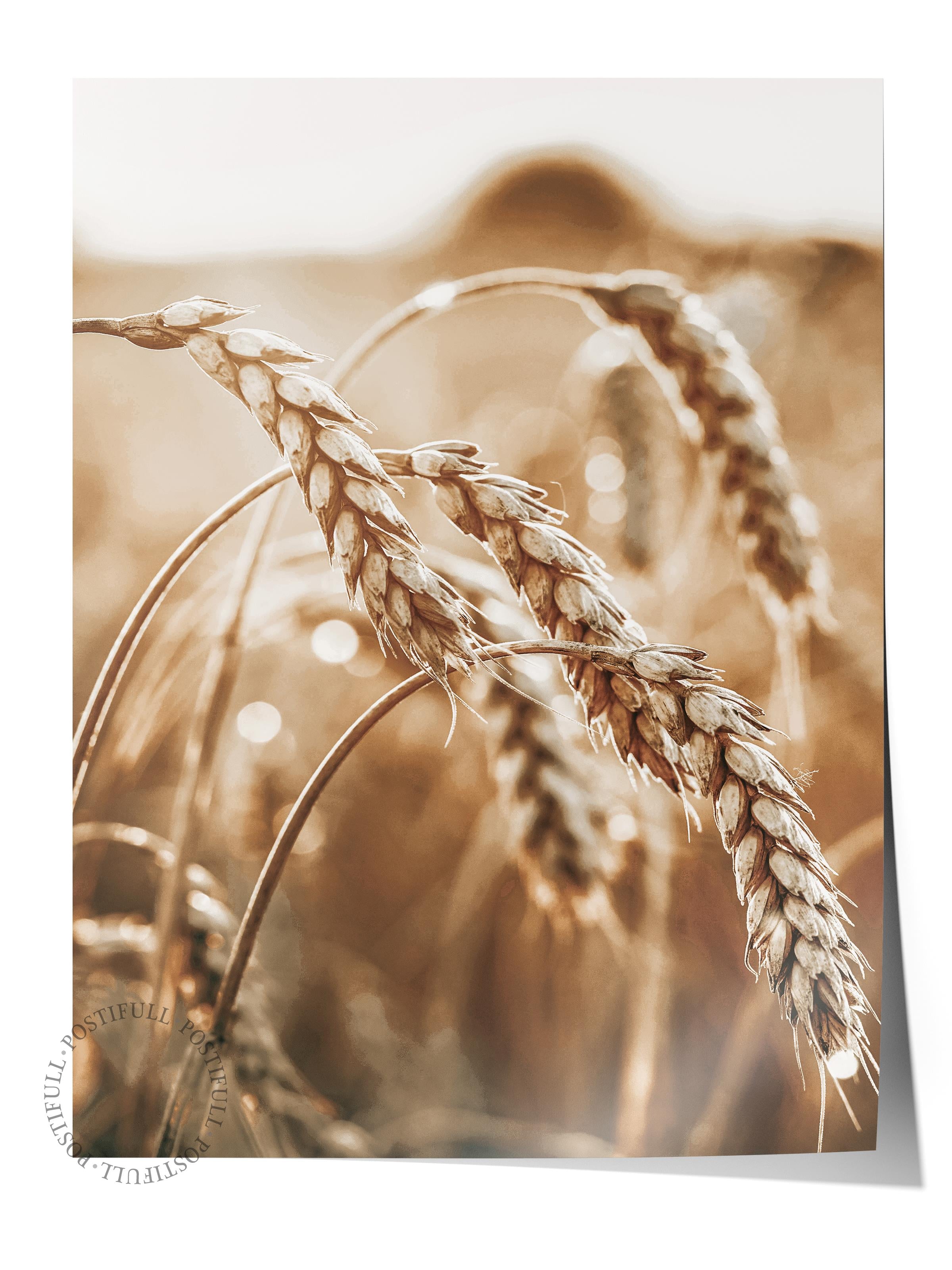 Rustic Çerçevesiz Poster, İskandinav Sarı Tablo, NO:404 Buğday Tarlası Fotoğraf, Yatay