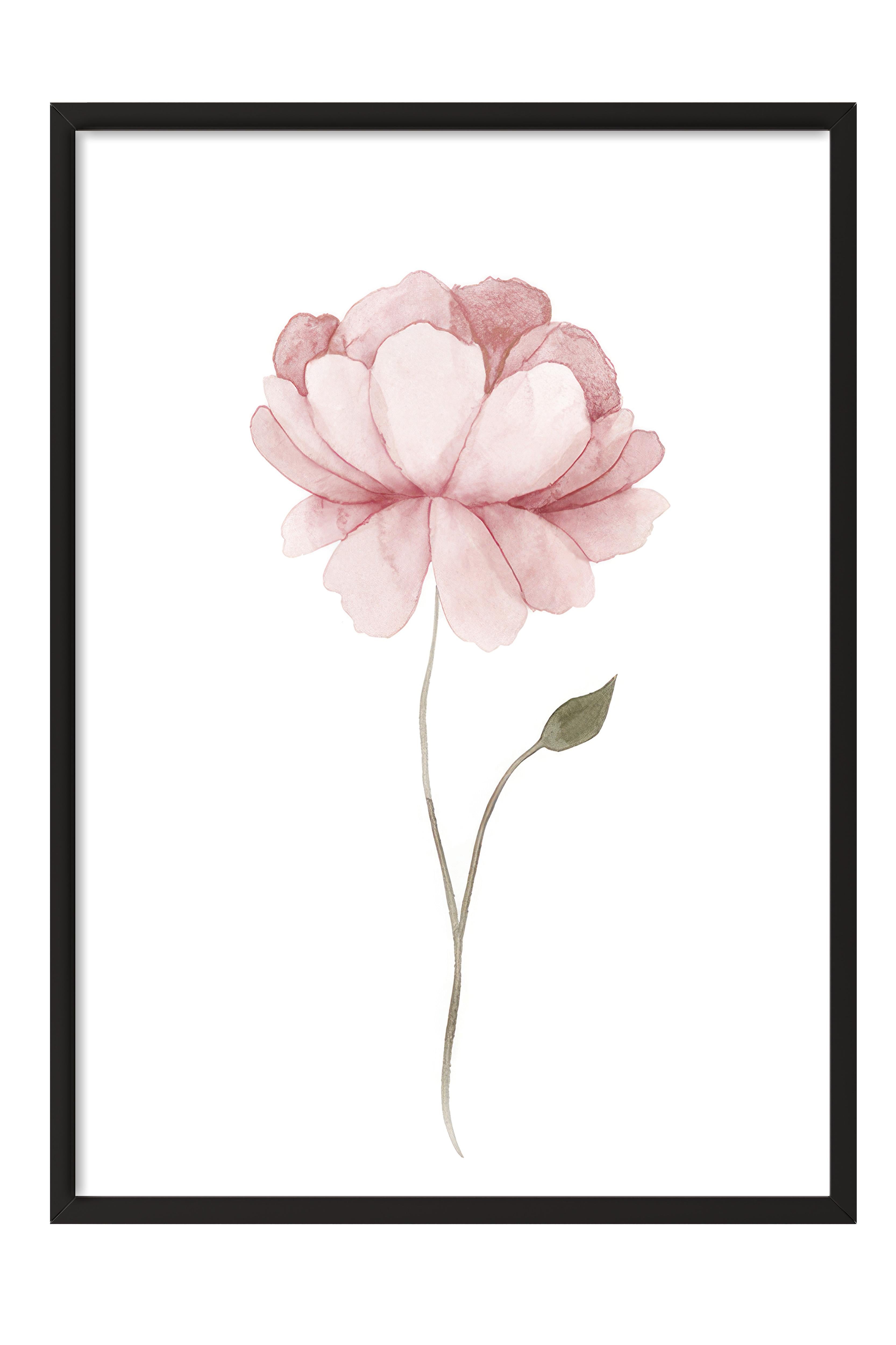 Watercolour Peony Çerçeveli Tablo, Siyah Çerçeve ve Poster, Duvar Tablosu Comfort Serisi NO:108493